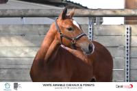 Vente de poney