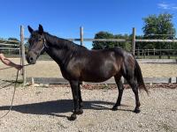 Vente de cheval : Dona