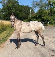 Vente de cheval : Historia
