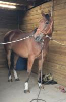 Vente de cheval : K