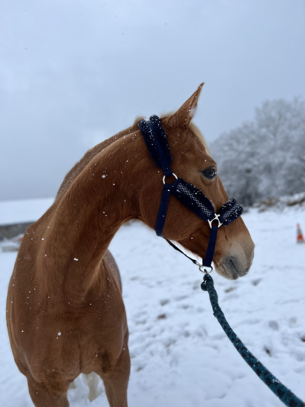 Vente de cheval : Stare des essarts 