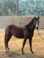 Vente de cheval : PEPPY SUGAR BOON