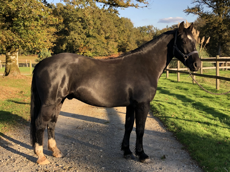 Vente de cheval : Galil Jarrouie 