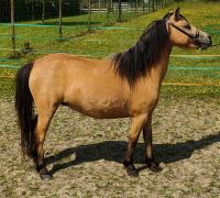Vente de cheval : luna little nova