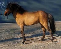 Vente de cheval : KINGSWOOD AFTER DARK RIPOPGODA