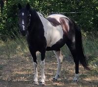 Vente de poney