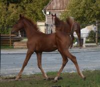 Vente de cheval : Pallas