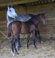 Vente de cheval : Nos