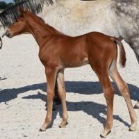Vente de cheval : Pallas 