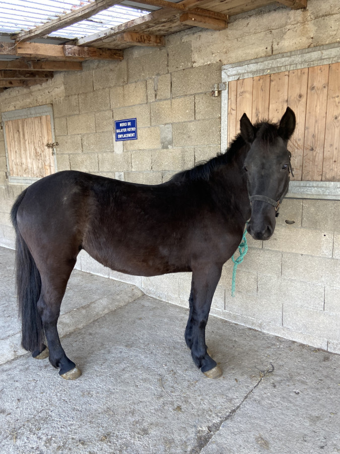 Vente de poney