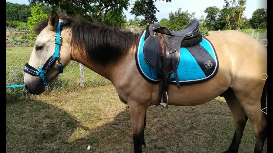 Chevaux isabelle à vendre