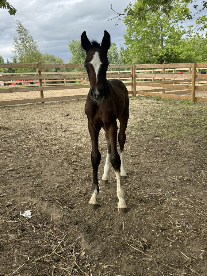 Vente de cheval : Vendredi Treize Y