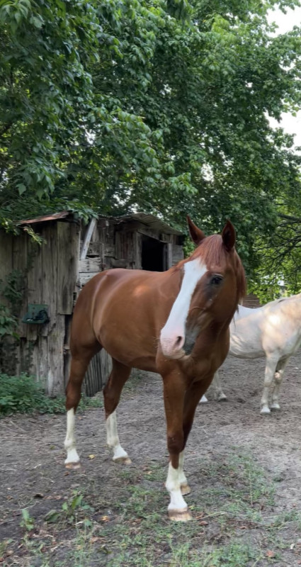 Vente de cheval : cyrano de l?avance 