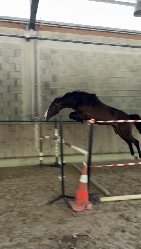 Vente de cheval : Siamalia 