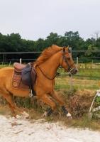 Vente de cheval : Morgat 