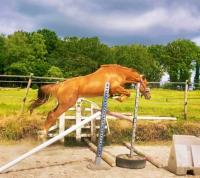 Vente de cheval : Morgat