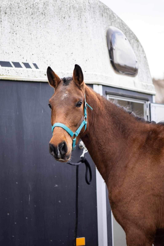 Vente de cheval : Jimagine 