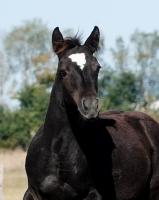 Vente de poney