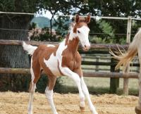 Vente de cheval : No Lou du Bihalais