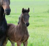 Vente de cheval : Nazar du Bihalais