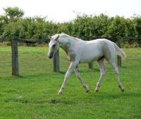 Vente de cheval : Nuage du Bihalais