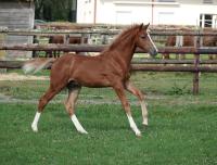 Vente de cheval : Napolon du Bihalais