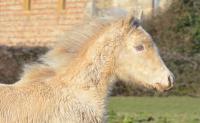 Vente de cheval : Ouranos