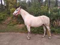 Vente de cheval : FERIA BASCA