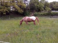 Vente de cheval : windymoore