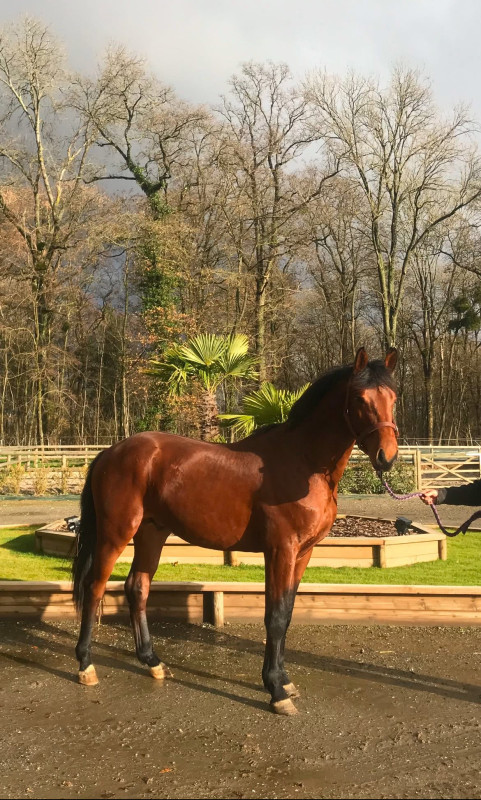 Vente de cheval : Igor le russe de Rimar