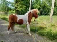 Vente de poney