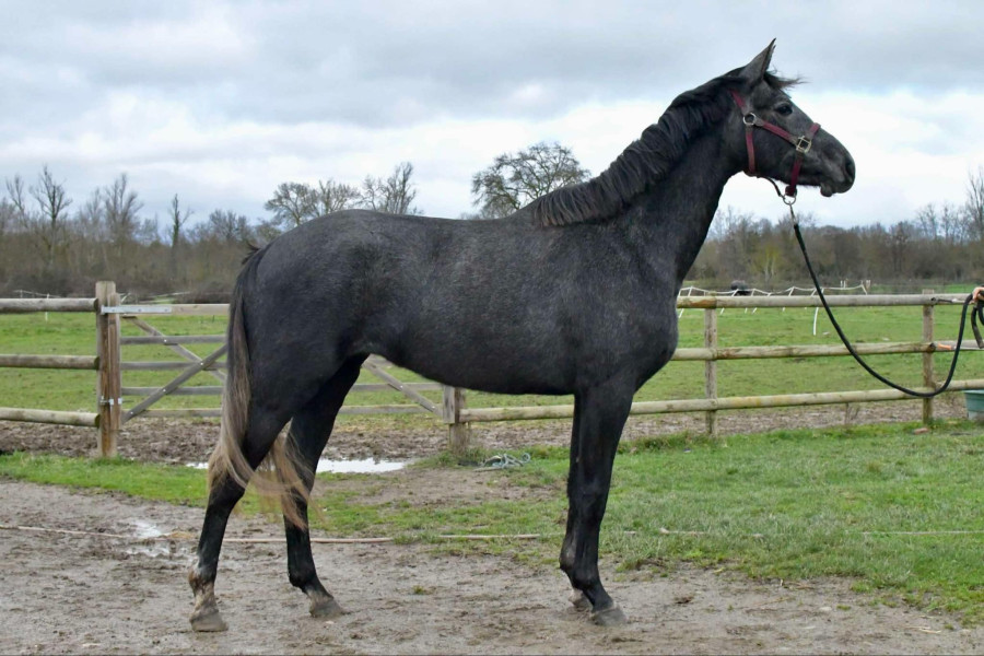Vente de cheval : Touch of magic