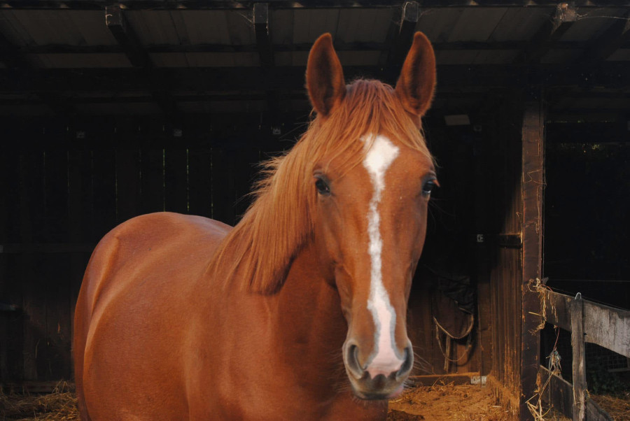 Vente de cheval : Manama