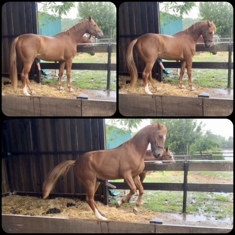 cheval trotteur a vendre pas cher