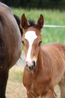 Vente de cheval : Par Amour d'Elfe