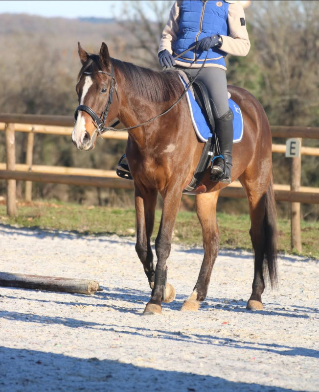 Vente de cheval : Salto de La roche 