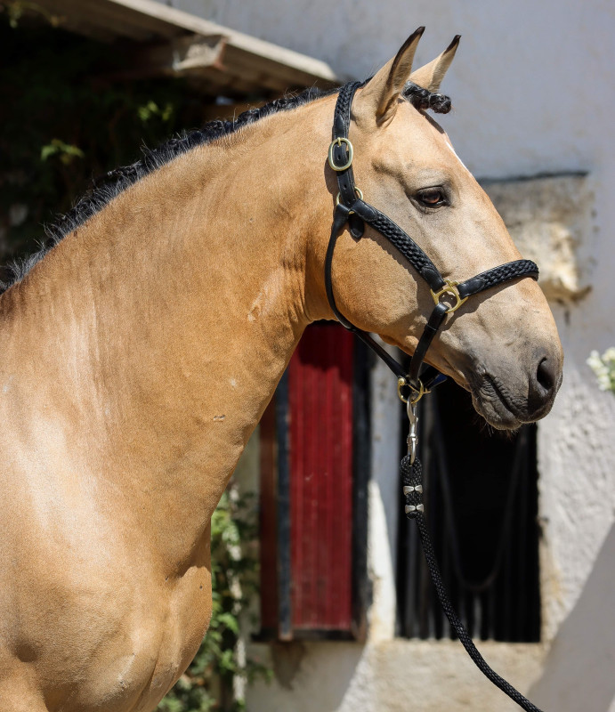 Vente de cheval : Vengador 