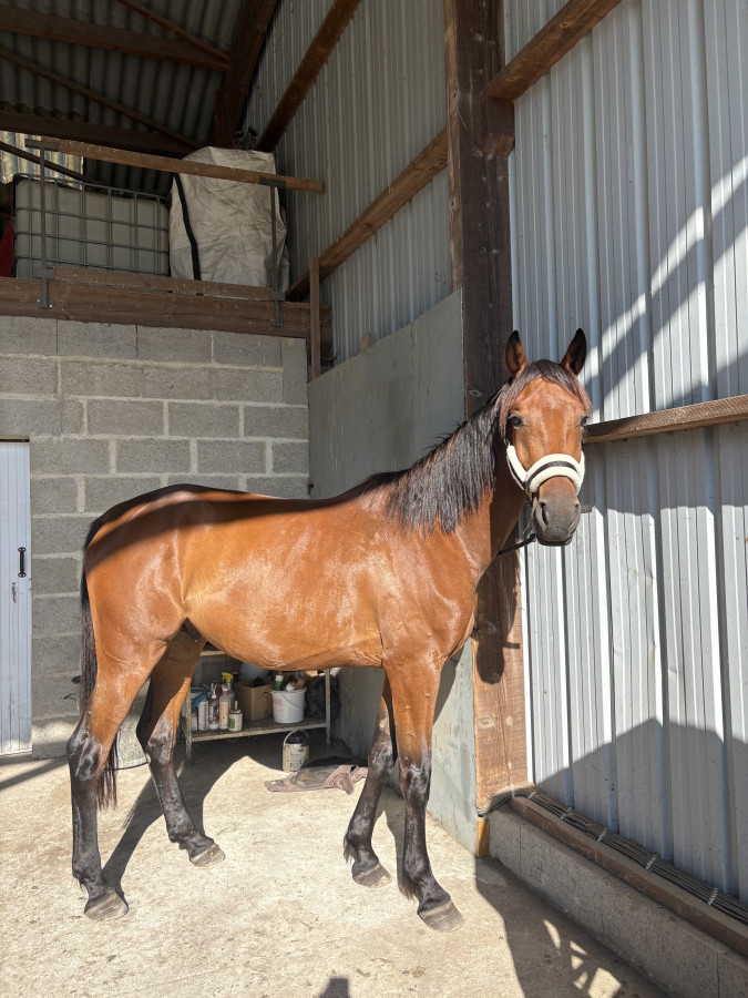 Vente de cheval : Love Me Carisaie