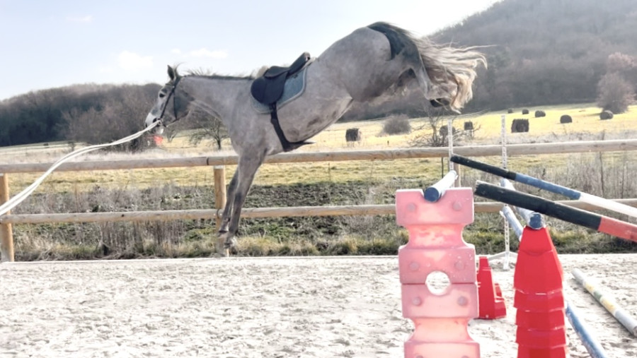 Vente de cheval : Little Boy d Alco