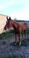 Vente de poney