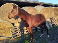 Vente de cheval : Na