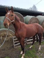 Vente de cheval : Ko