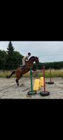 Vente de cheval : Ve