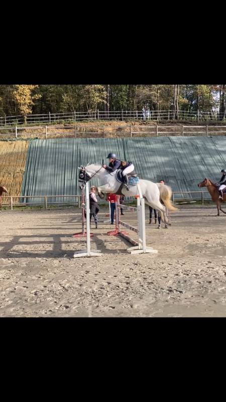 Vente de cheval : Dyddle 