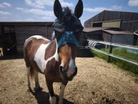 Vente de cheval : Miss