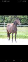 Vente de cheval : Money de la bride 