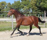 Vente de cheval : L ritano de la bride