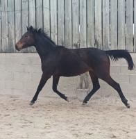 Vente de cheval : Manoutcha de la bride