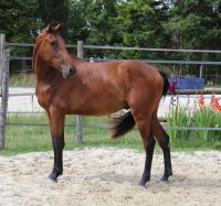 Vente de cheval : Mistigri de vezanne