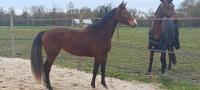 Vente de cheval : Ma deese aristo 